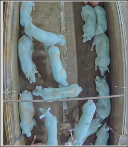 AI-based segmentation of animals in a real operating environment