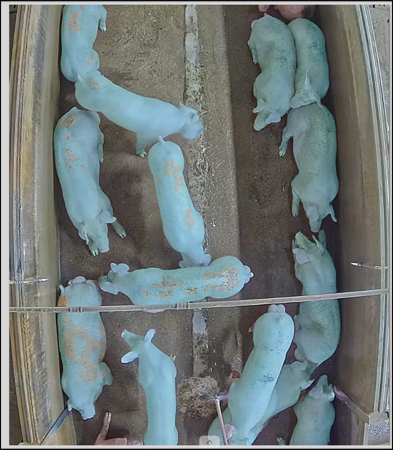Segmentació dels animals mitjançant IA en entorn real